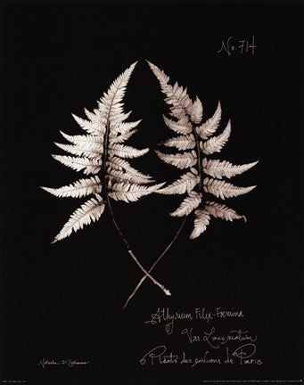 Fern Plate No. 714