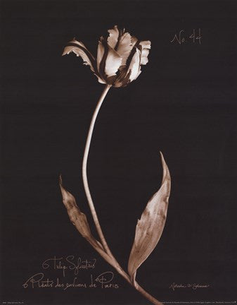 Tulip Sylvestrie No. 44