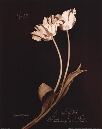 Tulip Sylvestrie No. 10