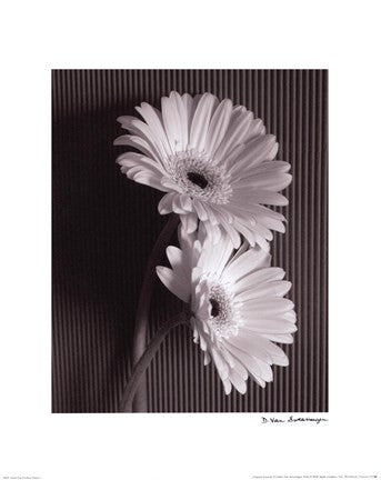 Fresh Cut Gerbera Daisy I