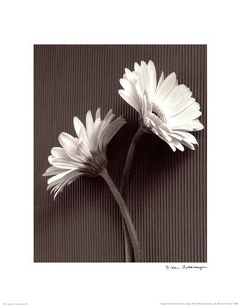 Fresh Cut Gerbera Daisy IV