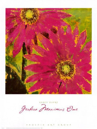 Gerbera Maximus One