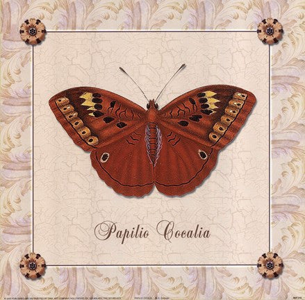 Papilio Cocalia