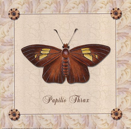 Papilio Thrax