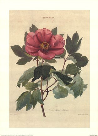 Peonia Moutan Anneslei