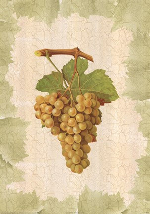 Antique Grapes - Terret Blanc