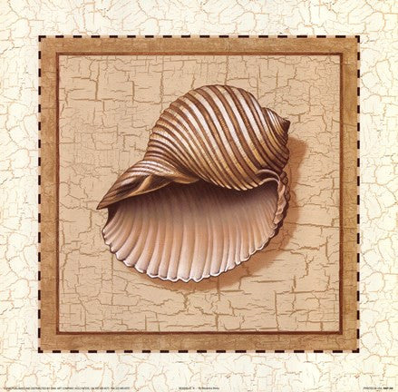 Seashells III