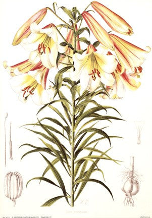 Lilium Centifolium