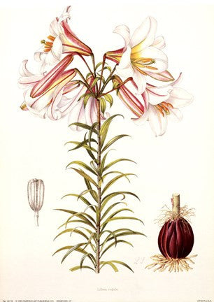 Lilium Regale