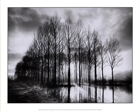 Trees in Normandy