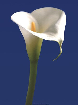 Calla on Blue I