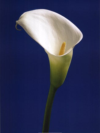 Calla on Blue II