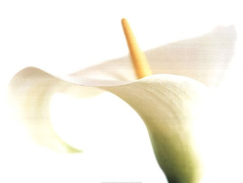 Calla on White