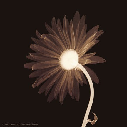 Sunburst Petals (Sepia)