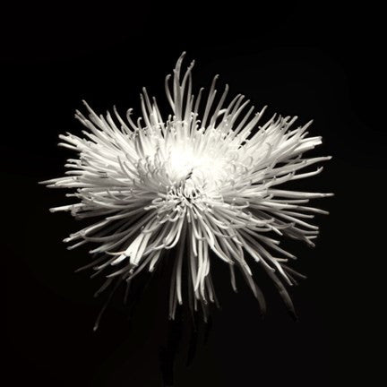 Spider Mum, Flower Series I