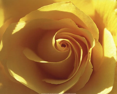 Yellow Rose