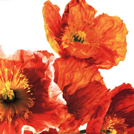 Poppies II