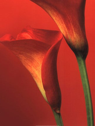 Red Calla Lilies