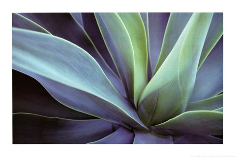 Agave Cactus