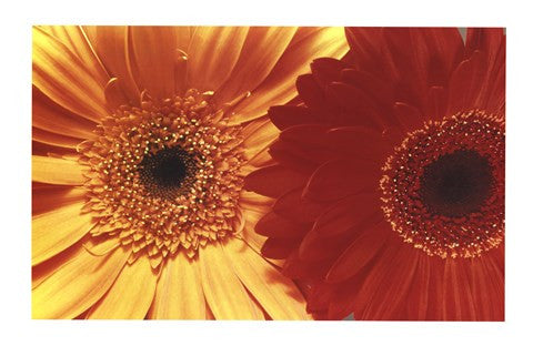 Gerbera Daisies