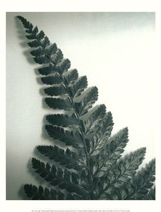 Fern Leaf I