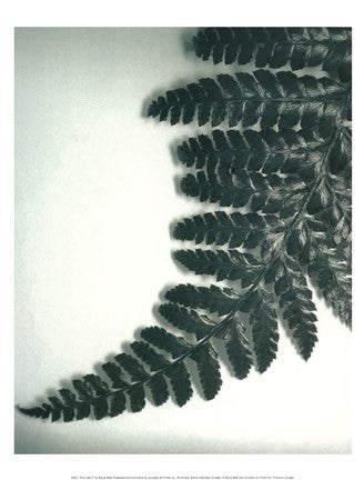 Fern Leaf II