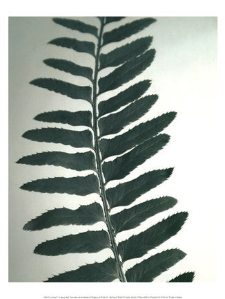 Fern Detail I