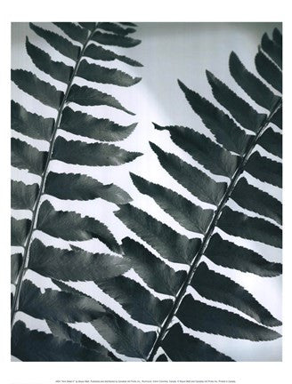 Fern Detail II