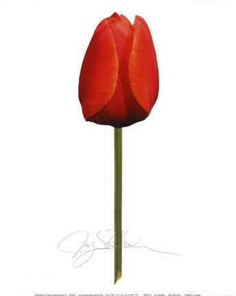 Red Tulip