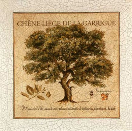 Chene Liege De La Garrigue