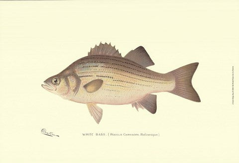 White Bass