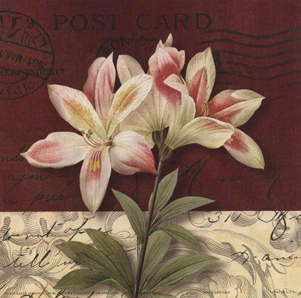 Postcard Lily