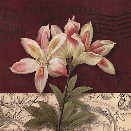 Postcard Lily