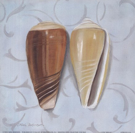 Cone Shells