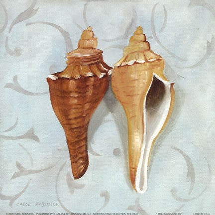 Melongina Shells