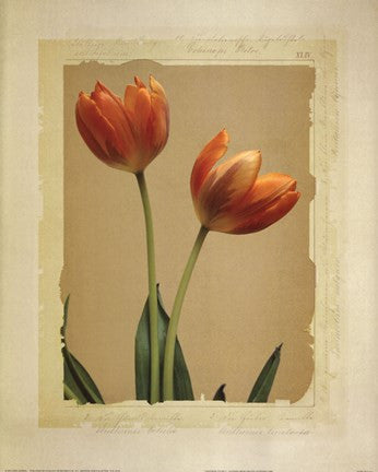 Tangerine Tulips I