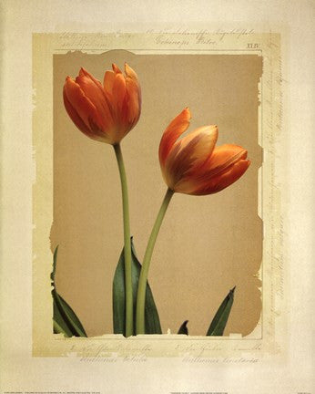 Tangerine Tulips II