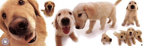 Dogs - Golden Retrievers