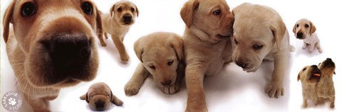 Dogs - Labrador