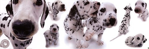 Dogs - Dalmatians