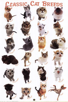 Cat Breeds