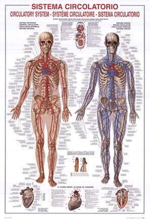 Circulatory System