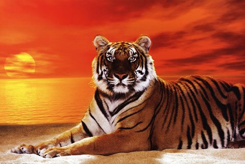 Tiger - sunset