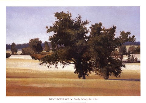 Montpellier Oak