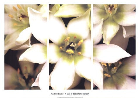 Star of Bethlehem Triptych