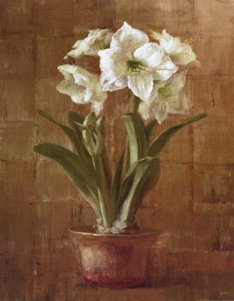 White Amaryllis on Bronze