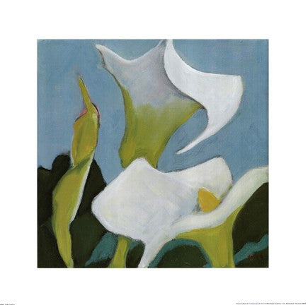 Calla Lillies 4