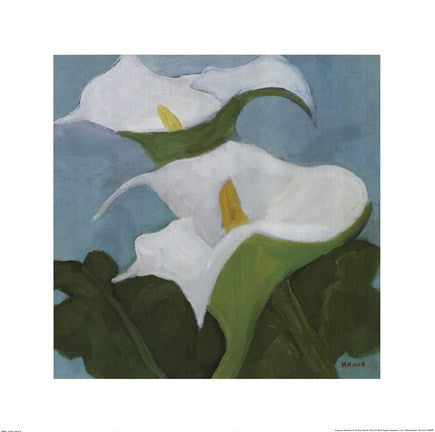 Calla Lillies 5