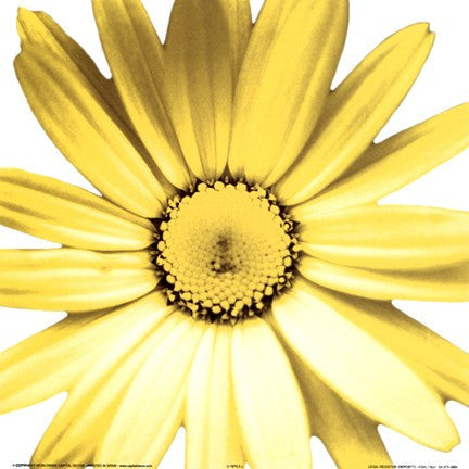 Yellow Daisy