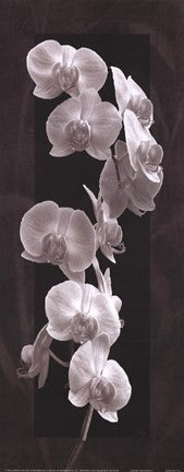 Orchid Opulence I